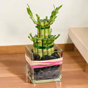 Two Layer Lucky Bamboo